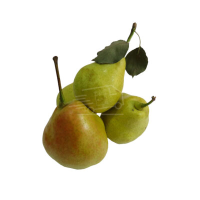 Տանձ Մալաչա