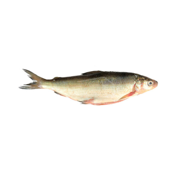 Ձուկ սիգ