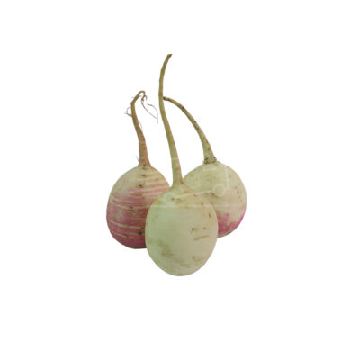 Բողկ սպիտակ