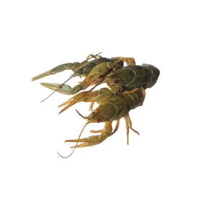 Live Crayfish 30-40g