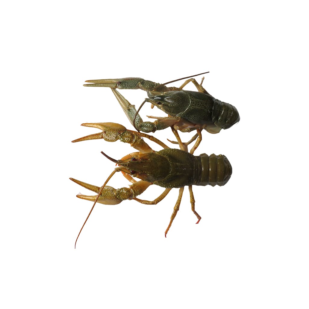 Live Crayfish 40-80g