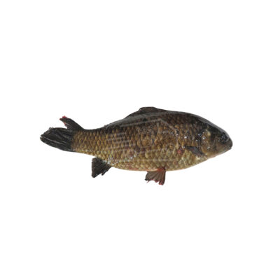 Ձուկ Կարաս թարմ