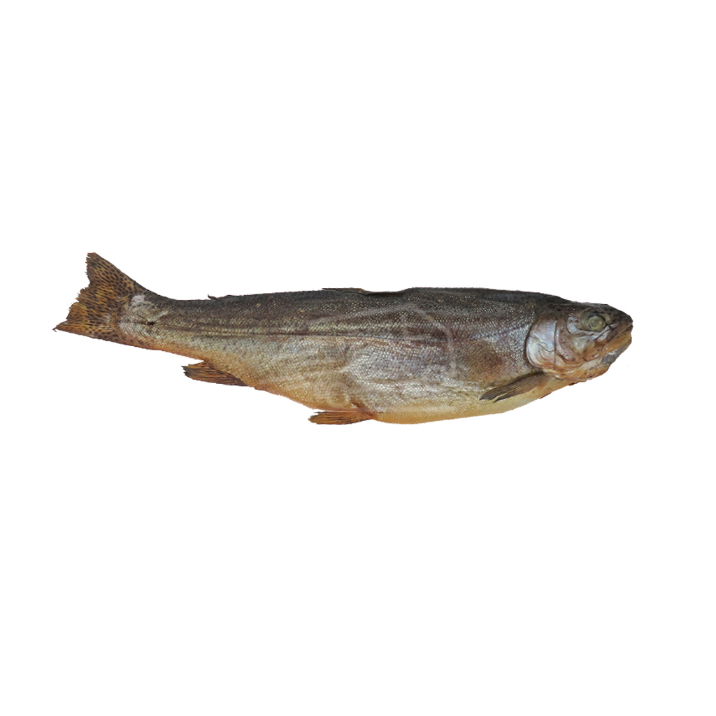 Իշխան ապխտած