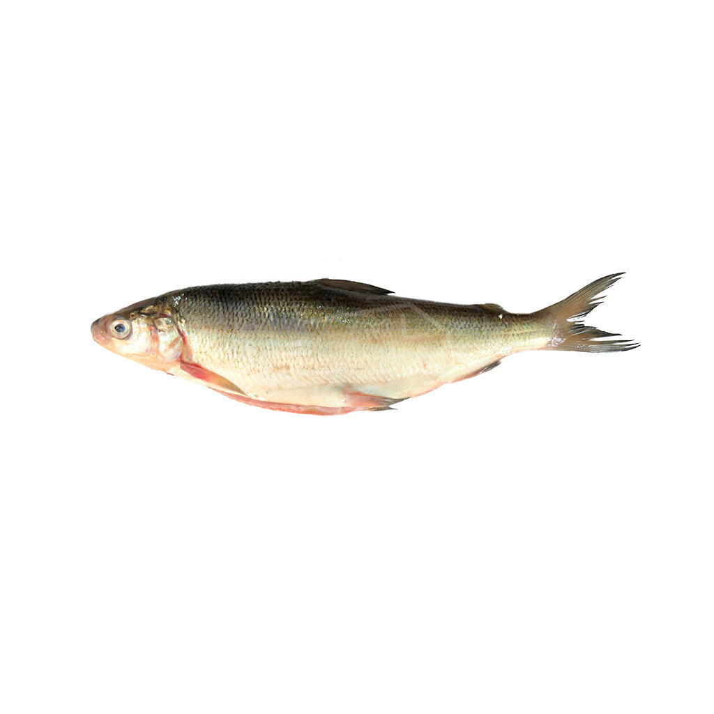 Սիգ միջին