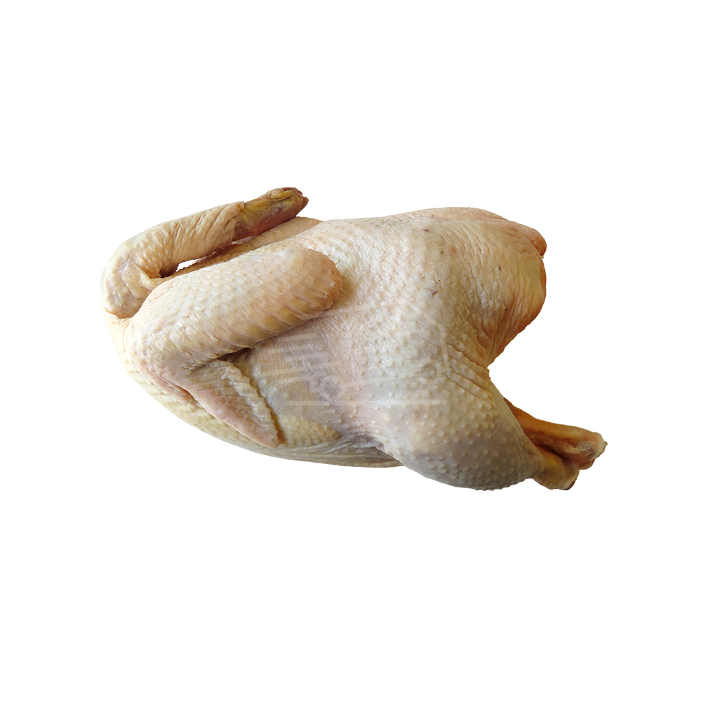 Հավ տնական
