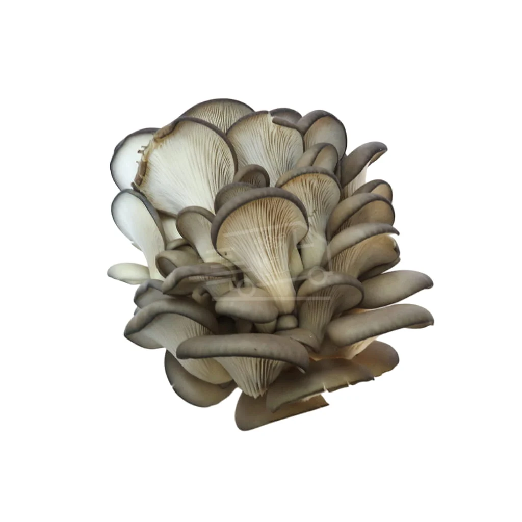 Սունկ ծառի (Կախասունկ)